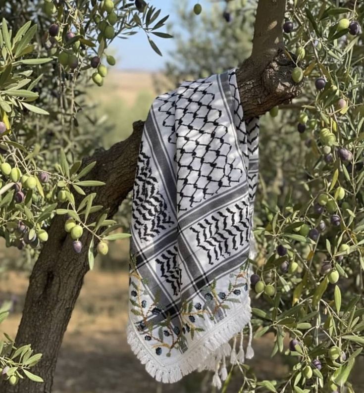 Keffiyeh draped in an olive tree