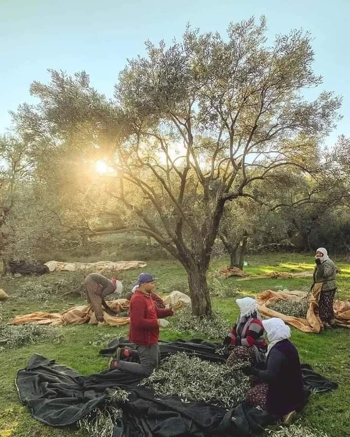 Palestinian family harvesting olives at sunrise