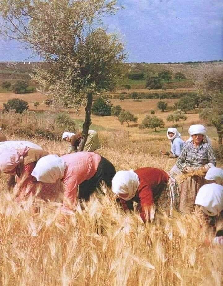 Woman writing under Palestinian olive trees
