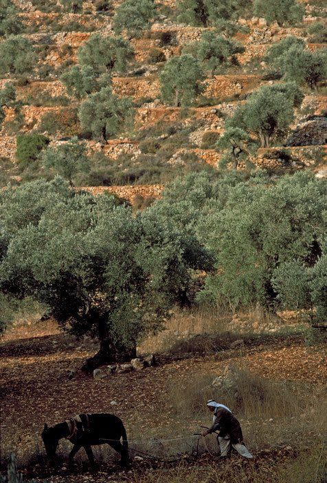 Palestinian terraced olive groves